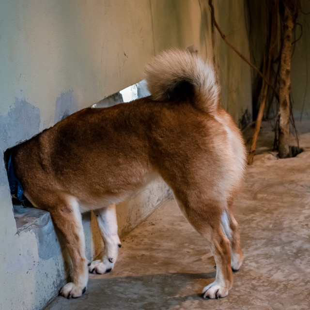 Japanese Red Shiba Inu Pokes His Head From The White Wall