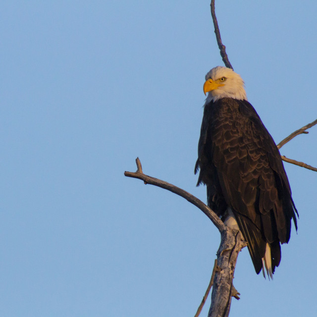 "Bald Eagle" stock image