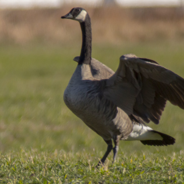 "Canadian Goose" stock image