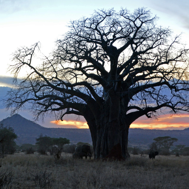 "Baobab Sunset" stock image