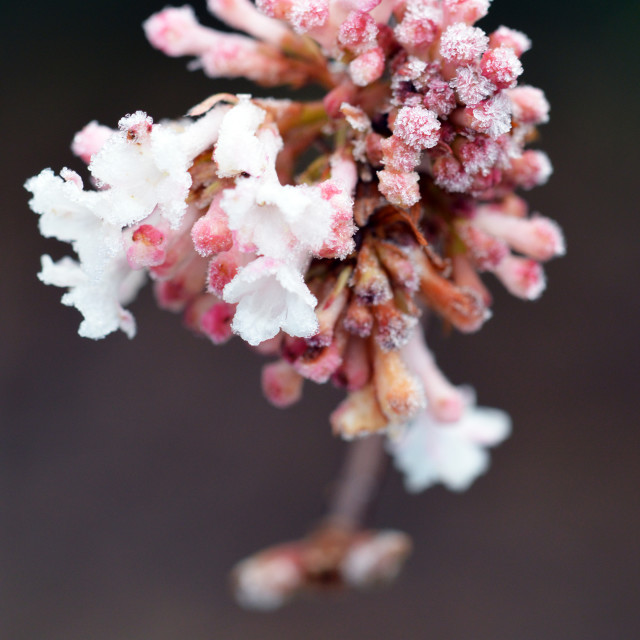 "Frosty Viburnum" stock image