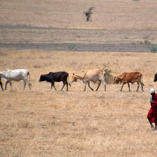 "Masai Herdsman" stock image