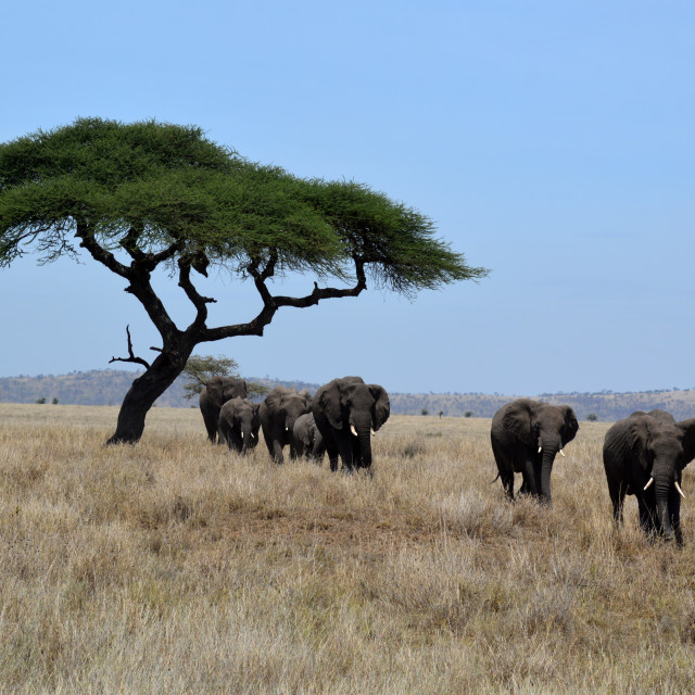 "Elephant Parade" stock image