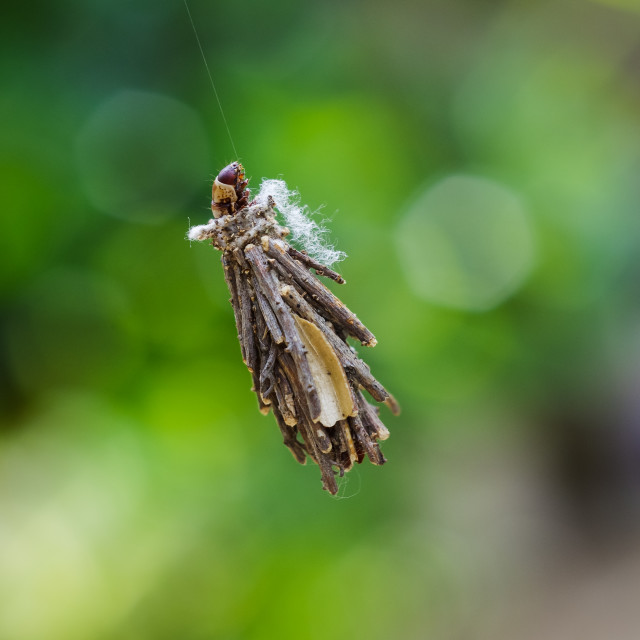 "Flying cocoon in nature daylight" stock image