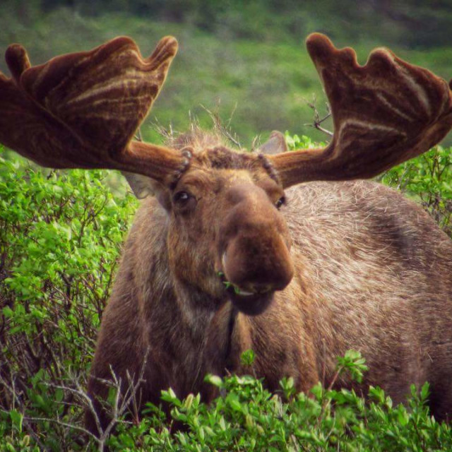 "Denali moose" stock image