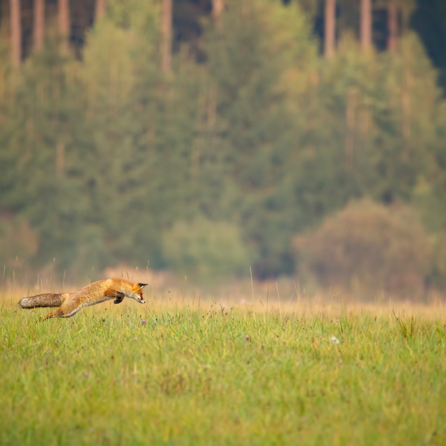 "Red fox hunting on a meadow with forest in background in autumn." stock image