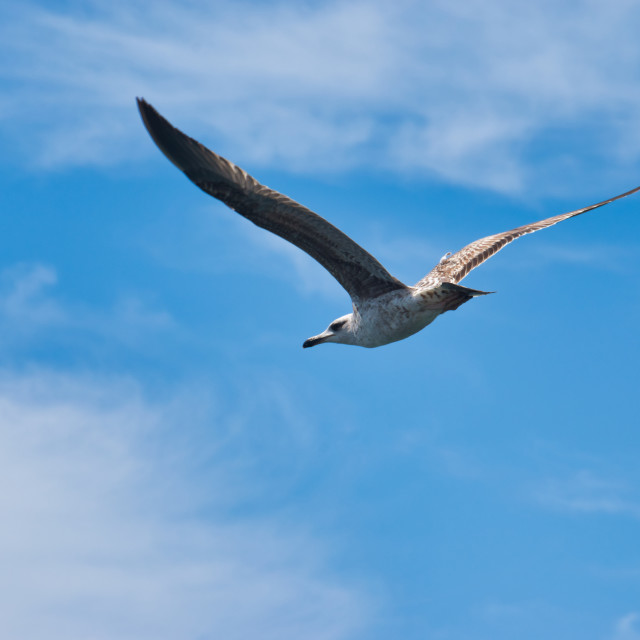 "Seagull flying over blue sky" stock image