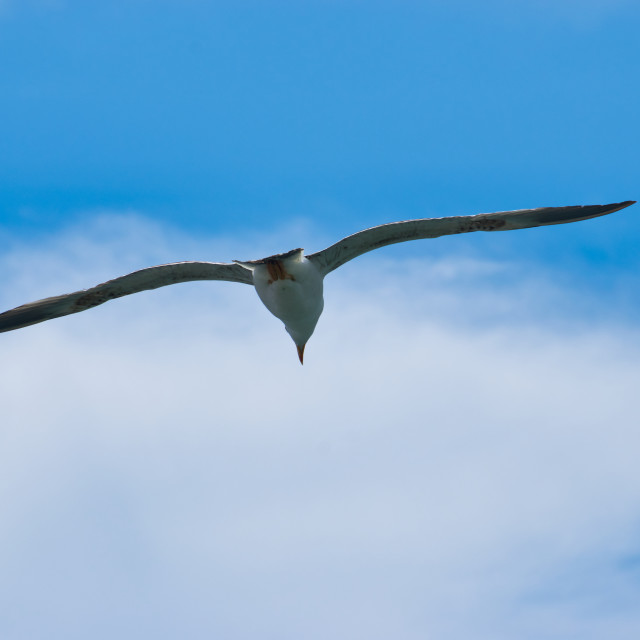 "Seagull flying over blue sky" stock image