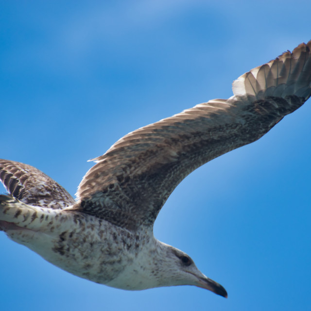 "Seagull flying over blue sky" stock image