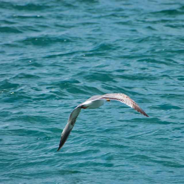 "Seagull flying over the sea" stock image