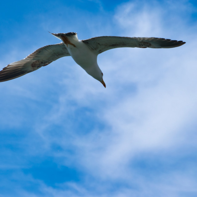 "Seagull flying over blue sky" stock image