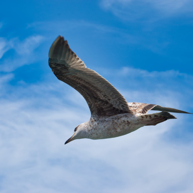 "Seagull flying over blue sky" stock image