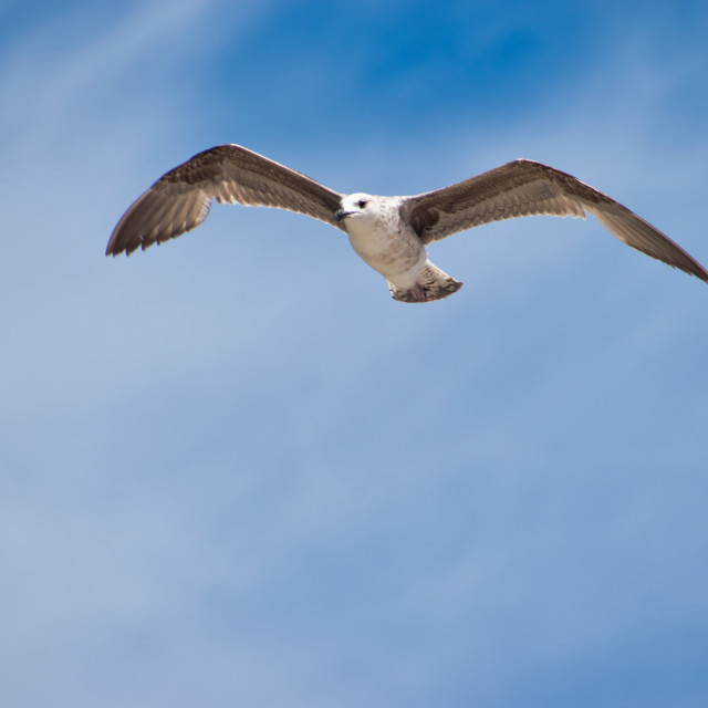 "Seagull flying over blue sky" stock image