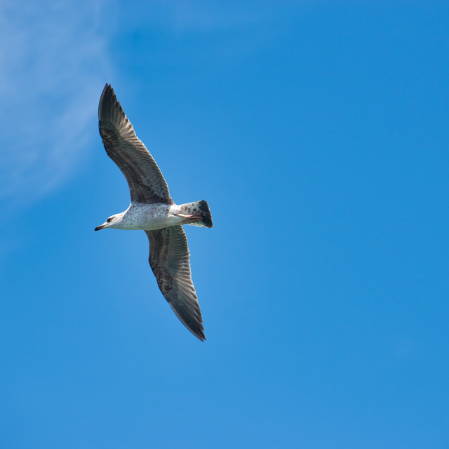 "Seagull flying over blue sky" stock image