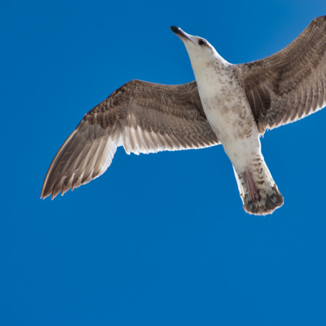 "Seagull flying over blue sky" stock image