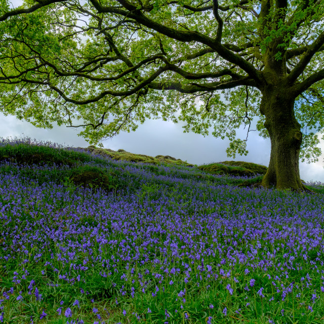 Image of Bluebells under oak tree