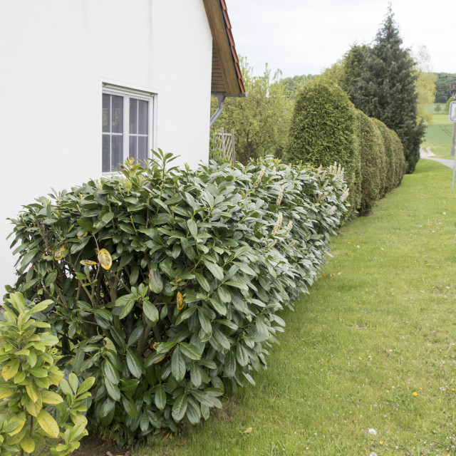 "garden with lawn, cherry laurel and thuja" stock image