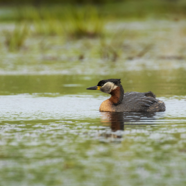 "Red-necked Grebe" stock image