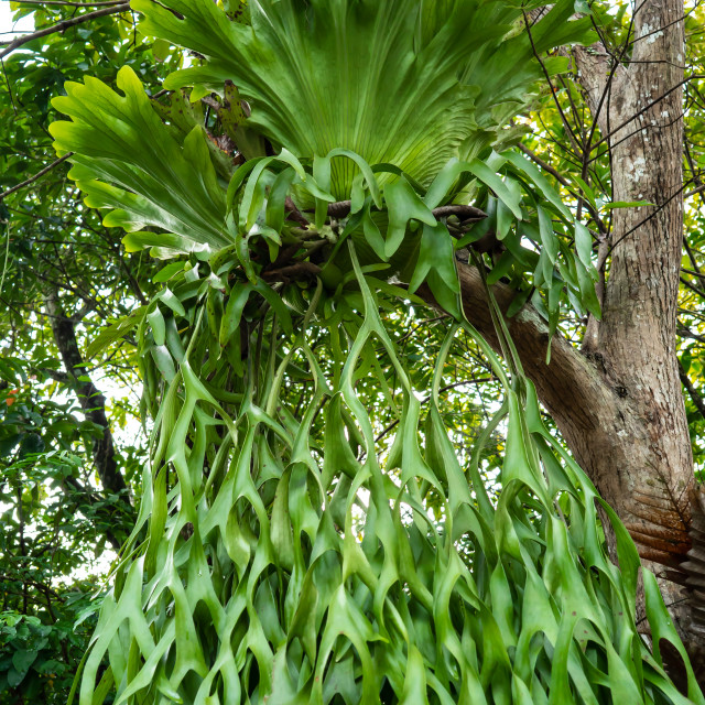 Platycerium Ridleyi License Download Or Print For 12 40 Photos Picfair