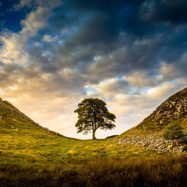"Sycamore Gap in colour" stock image