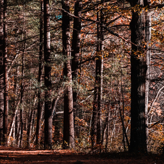 "Beautiful Forest Scene during Autumn in New England" stock image