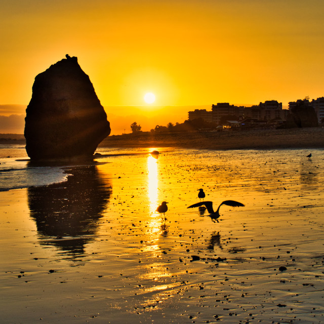 "golden hour, seagulls on the sandy beach" stock image