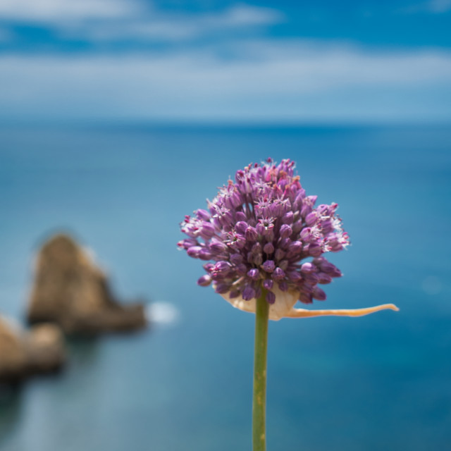 "Flower head alone with the sea on background Still Life" stock image