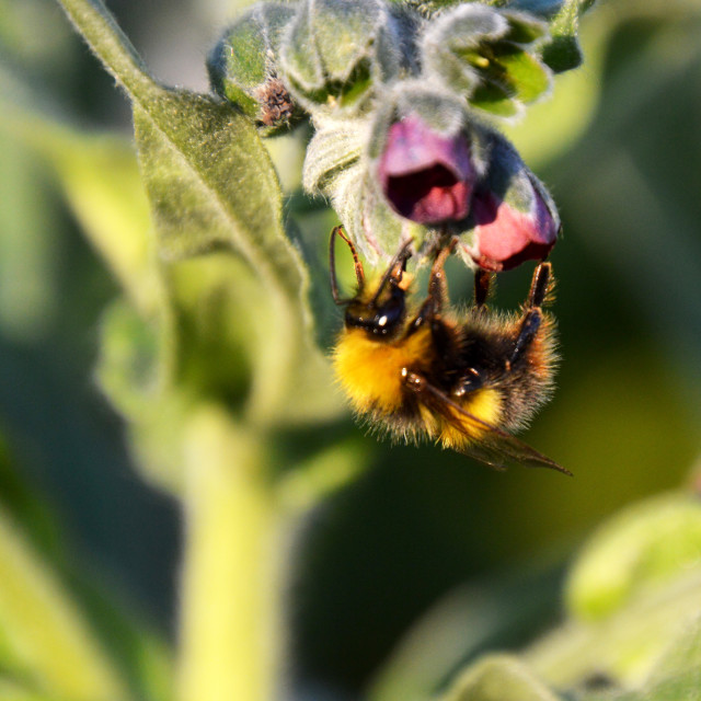 "Bee on Houndstongue" stock image