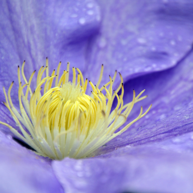 "Clamatis flower" stock image