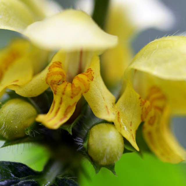 "Yellow Archangel" stock image