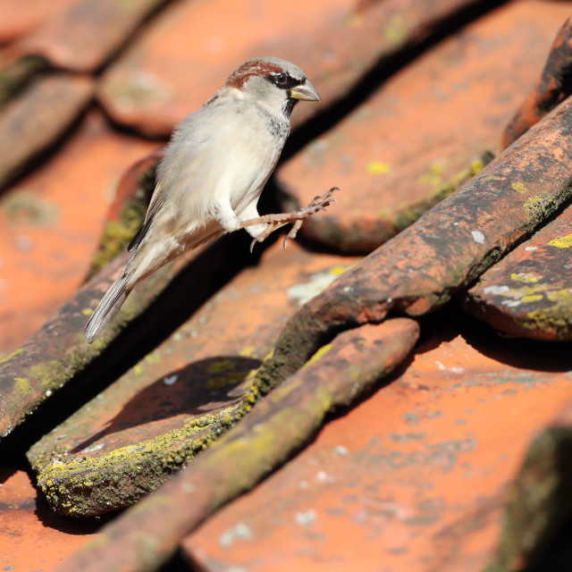"House Sparrow, Passer domesticus" stock image