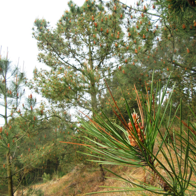 "Pine forest on Vlieland, Friesland, Netherlands" stock image