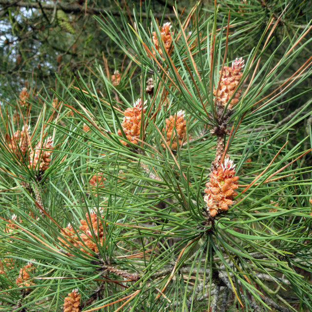 "Pine forest on Vlieland, Friesland, Netherlands" stock image