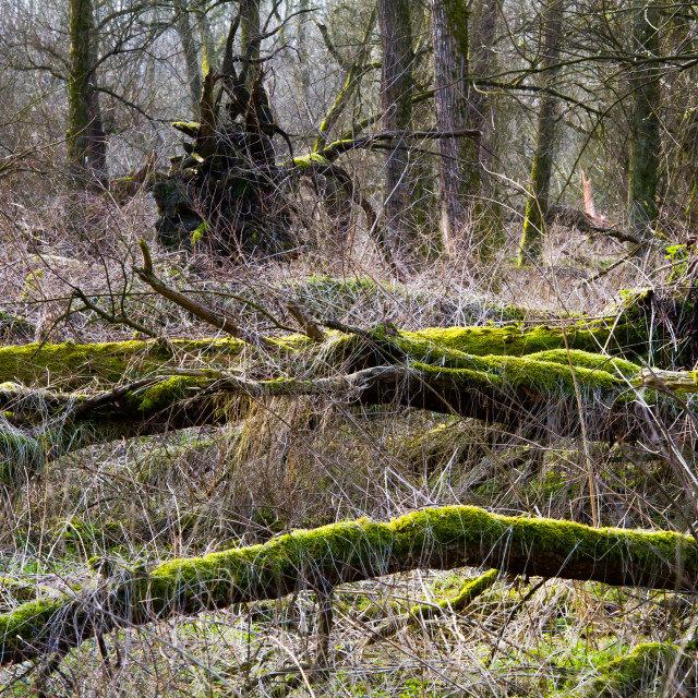 "Swamp forest in the Oostvaardersplassen, Netherlands" stock image