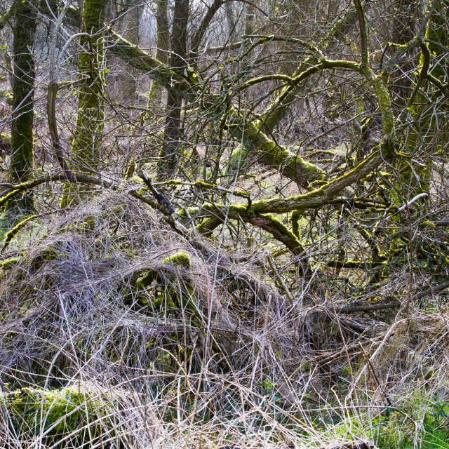 "Swamp forest in the Oostvaardersplassen, Netherlands" stock image