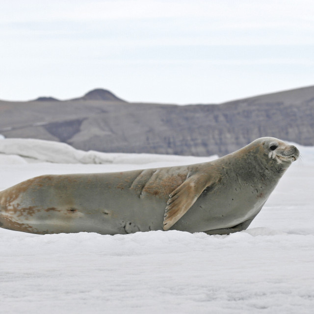 "Crabeater seal (Lobodon carcinophaga)" stock image