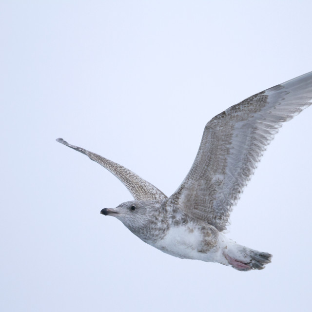 "European Herring Gull, Larus argentatus argentatus" stock image