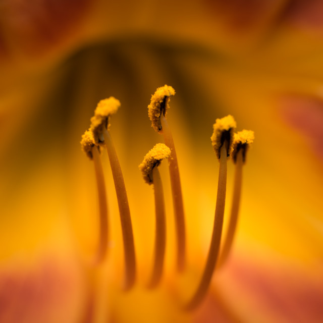 "Tiger Lily Closeup" stock image