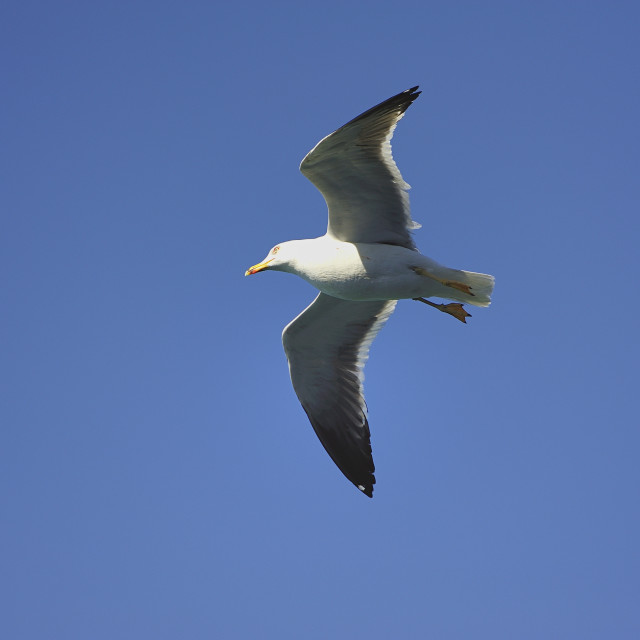 "Soaring Seagull searching for food" stock image