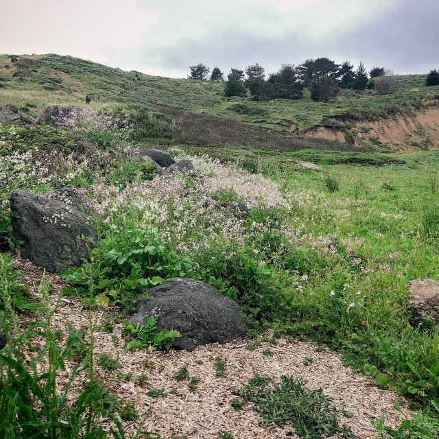 "Hiking Trail Filled With Wildflowers, Plants, Rocks and Trees" stock image