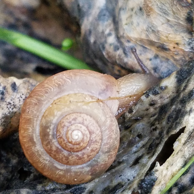 "Snail life" by Janille Eclavea - $6.20 "Snail life" stock image