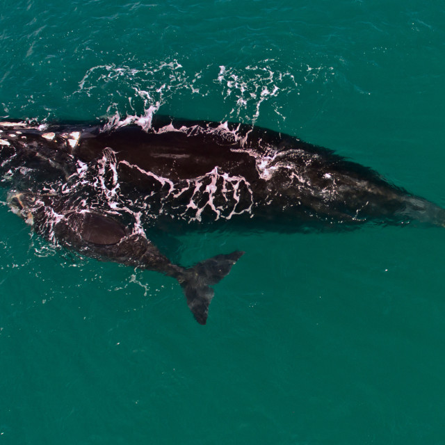 "Southern Right Whales" stock image