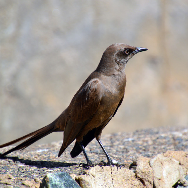 "Ashy Starling" stock image