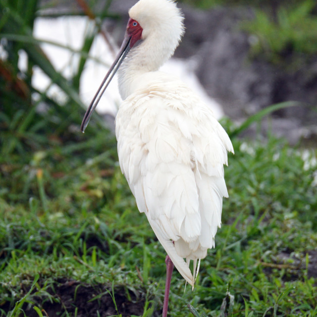 "African Spoonbill" stock image