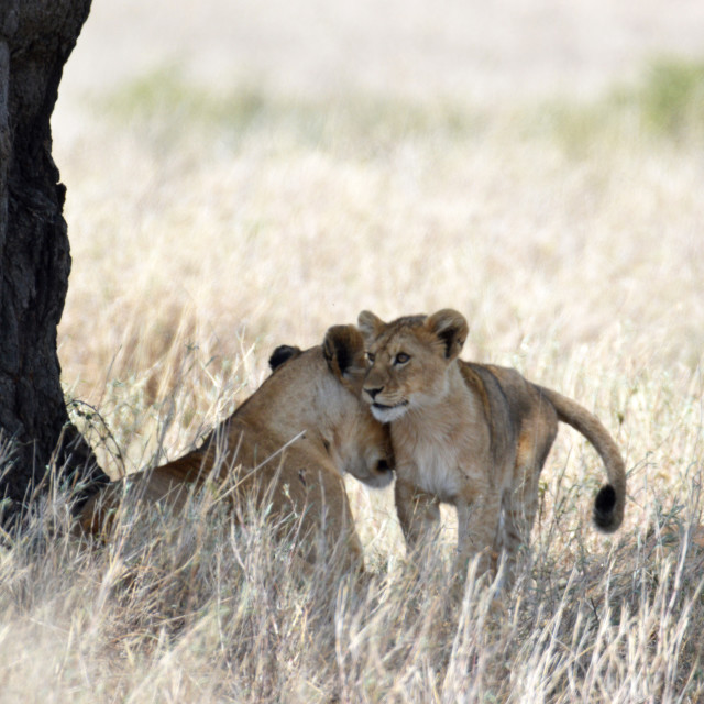 "Leonine Love" stock image