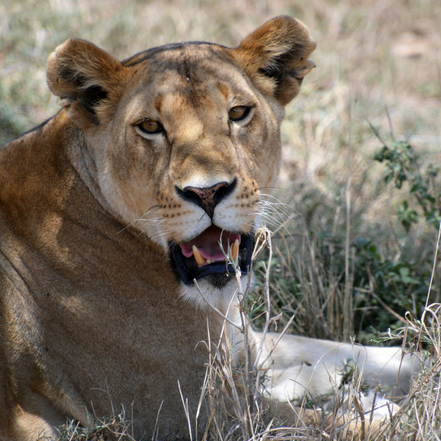 "Lioness" stock image