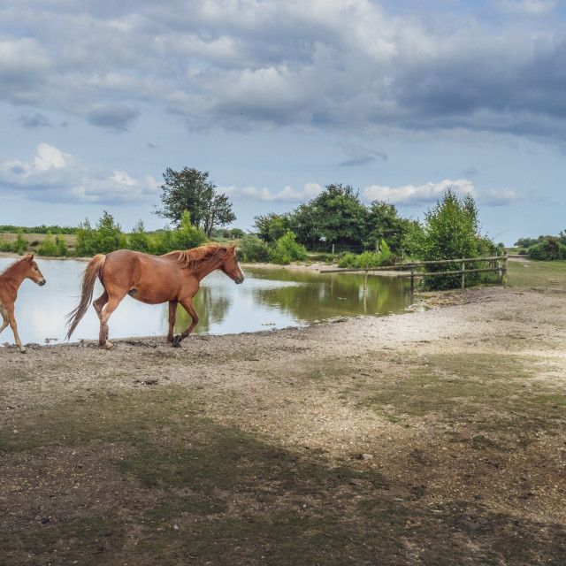 "Mare And Foal At A Lake In The New Forest" stock image