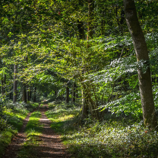 "Mysterious Path Through The Woods" stock image