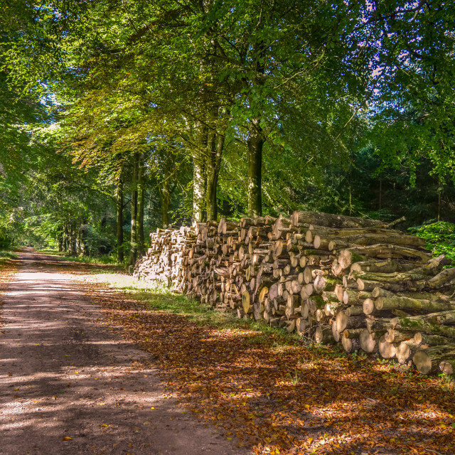 "Roman Road Through Grovely Wood, Wiltshire" stock image