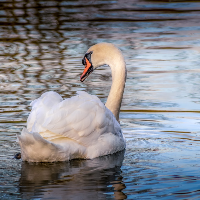 "Majestic Swan Gliding Across The Lake" stock image